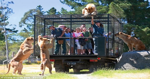 The Zoo Where People Are Caged In And The Animals Roam Free